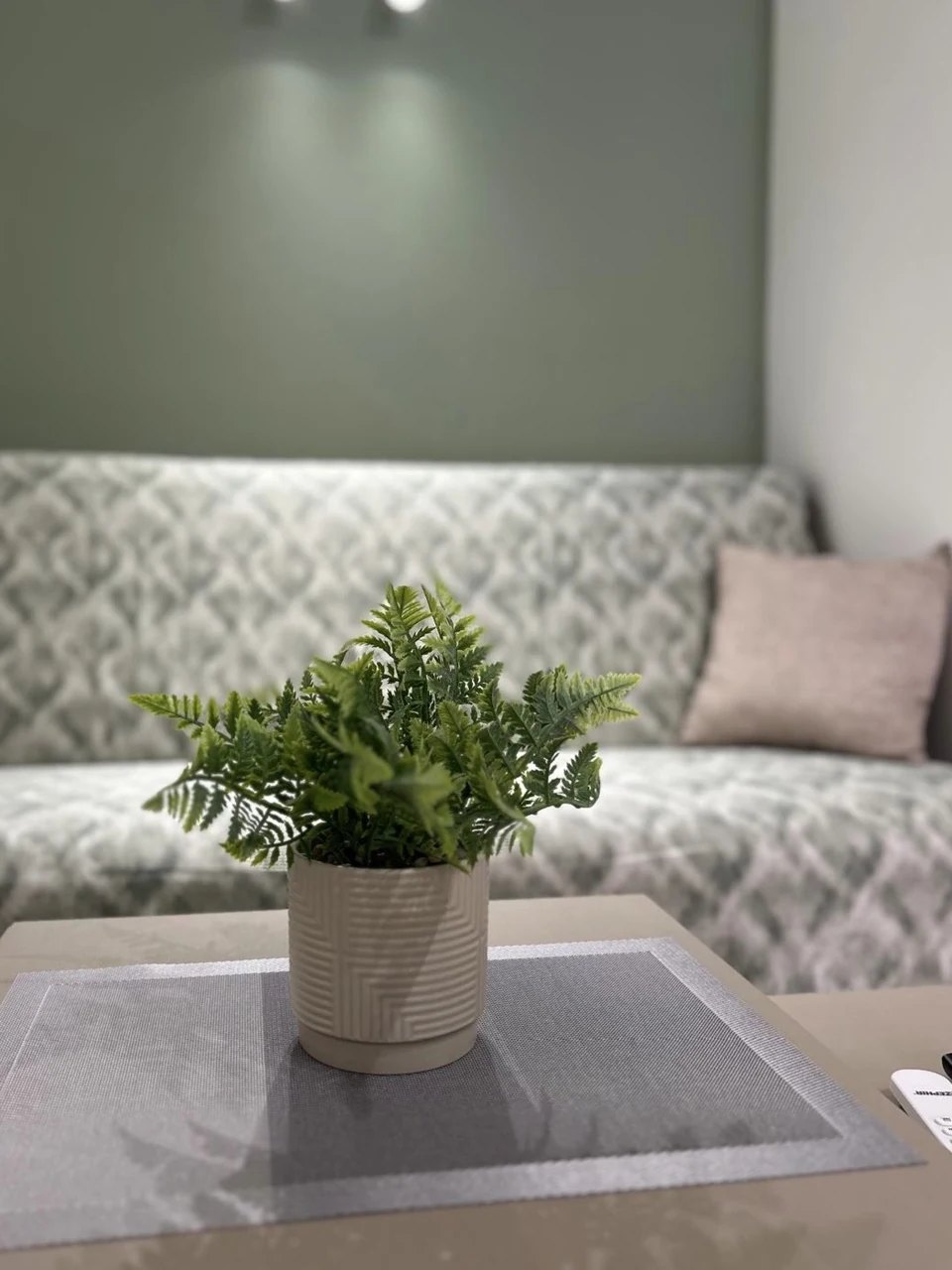 A plant on the coffee table